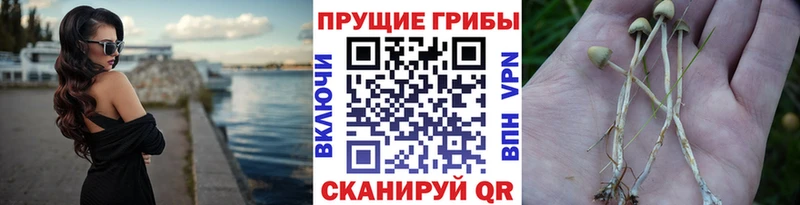 Псилоцибиновые грибы Magic Shrooms  Купить  Серов 